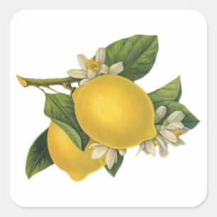 Vintage Lemons-Illustration Quadratischer Aufkleber