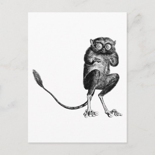 Vintage Lemur Postkarte (Vorderseite)