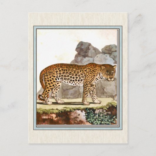 Vintage Leopard-Illustration Postkarte (Vorderseite)