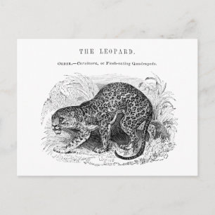 Vintage Leoparden-Wildtier-Illustration Postkarte