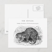 Vintage Leopardendarstellung Postkarte (Vorne/Hinten)
