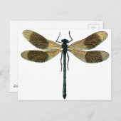 Vintage Libelle Postkarte (Vorne/Hinten)
