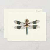 Vintage Libelle Zeichnend antike Insektenkunst Postkarte (Vorne/Hinten)