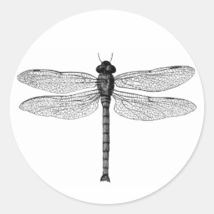 Vintage-Libellen-Illustration in Schwarzweiß Runder Aufkleber