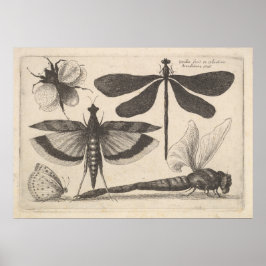 Vintage Libellenbeere Insektenkunde Entomologie Dr Poster