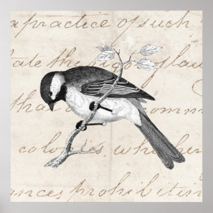 Vintage Lied-Vogel-Illustration - Text der Poster