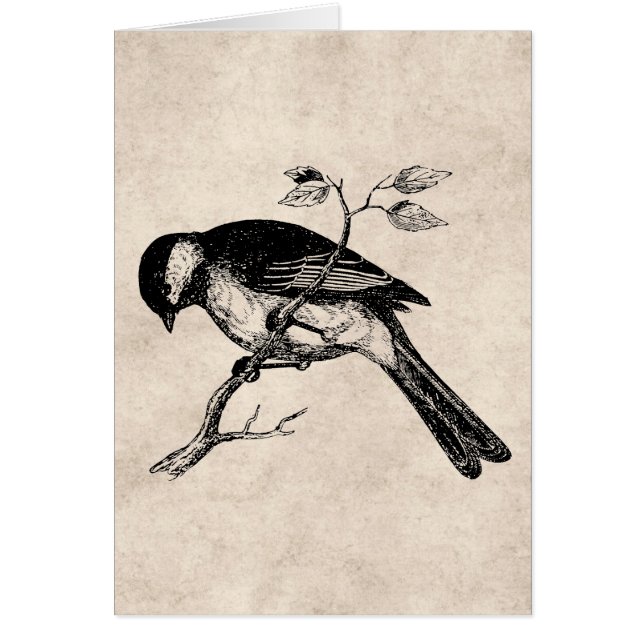 Vintage Lied-Vogel-Illustration - Vögel 1800's (Vorne)