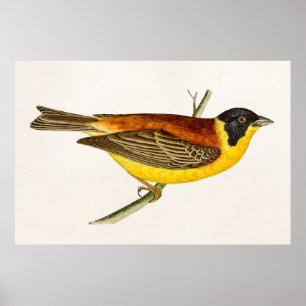 Vintage Lied-Vogel-Illustration - Vögel 1800's Poster