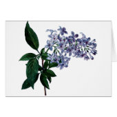 Vintage Lila (Vorderseite (Horizontal))