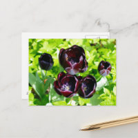 Vintage Lila Black Tulips Blume Holland