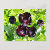 Vintage Lila Black Tulips Blume Holland Postkarte (Vorderseite)