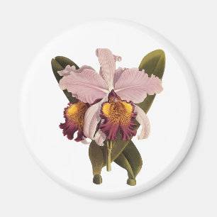 Vintage Lila Cattleya Orchid, tropische Blume Magnet