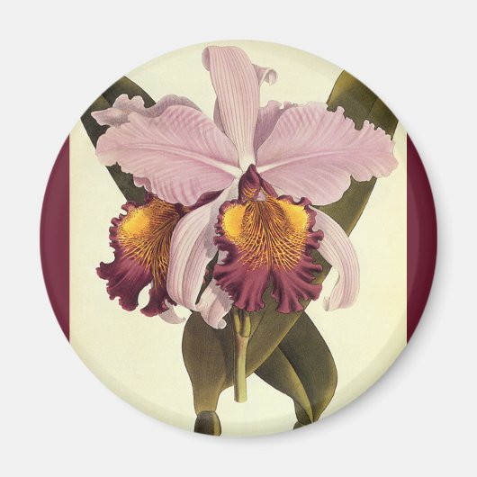 Vintage Lila Cattleya Orchid, tropische Blume Magnet (Vorne)