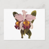 Vintage Lila Cattleya Orchid, tropische Blume