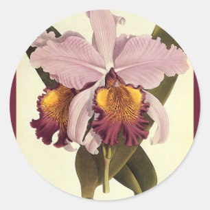 Vintage Lila Cattleya Orchid, tropische Blume Runder Aufkleber