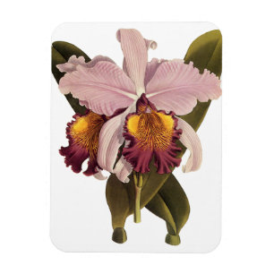 Vintage lila Cattleya-Orchidee, tropische Blumen Magnet