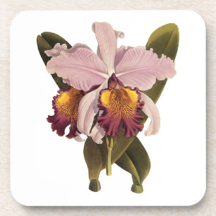 Vintage lila Cattleya-Orchidee, tropische Blumen Untersetzer