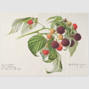 Vintage Lila Himbeere Seidenpapier