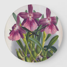 Vintage Lila Lady Orchids Miltonia Spectabilis