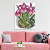 Vintage Lila Lady Orchids Miltonia Spectabilis Leinwanddruck (Insitu (Wohnzimmer))