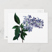 Vintage Lila Postkarte (Vorne/Hinten)