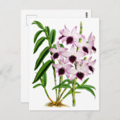 Vintage Lila Weiße Orchidee Blume Postkarte (Vorne/Hinten)