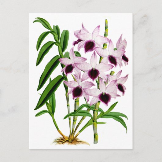 Vintage Lila Weiße Orchidee Blume Postkarte (Vorderseite)