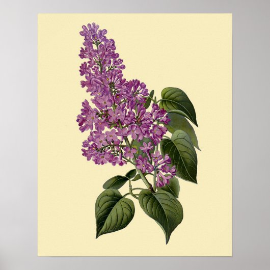 Vintage Lilac-Blume Poster (Vorne)