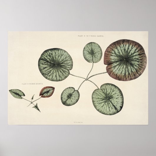 Vintage Lily Pad Botanische Skizze Poster (Vorne)