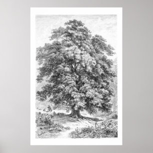 Vintage Linden Tree Schwarz und Weiß Antike Printw Poster
