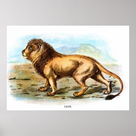 Vintage Lion Animal Illustration Poster (Vorne)