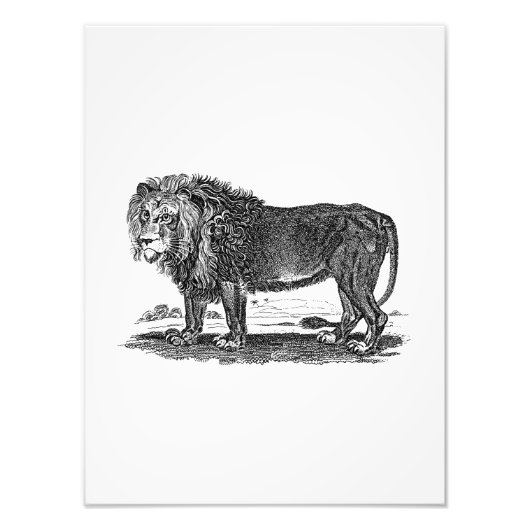Vintage Lion Illustration - Afrikanisches Tier aus Fotodruck (Vorne)