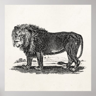 Vintage Lion Illustration - Afrikanisches Tier aus Poster