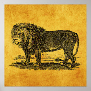 Vintage Lion Illustration - Afrikanisches Tier aus Poster
