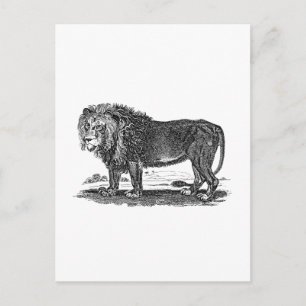 Vintage Lion Illustration - Afrikanisches Tier aus Postkarte