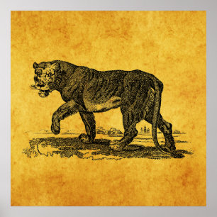Vintage Lioness Illustration - Löwenafrikaner der Poster