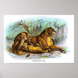Vintage Lioness- und Cubs-Tierdarstellung Poster