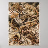 Vintage Lizard Animals von Ernst Haeckel Poster (Vorne)