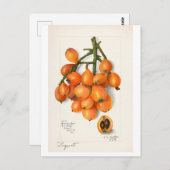 VINTAGE "LOQUATS" AMANDA ALMIRA NEWTON POSTKARTE (Vorne/Hinten)