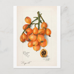 Vintage "LOQUATS" AMANDA ALMIRA NEWTON Postkarte