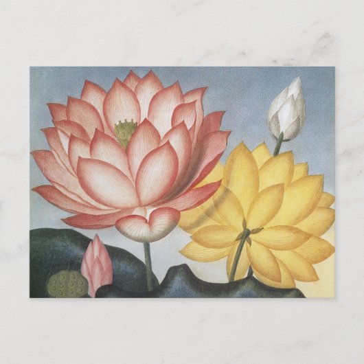 Vintage Lotus-Blume, die heilige ägyptische Bean Postkarte (Vorderseite)
