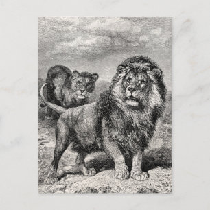 Vintage-Löwe Löwin Großkatzen-Illustration aus dem Postkarte