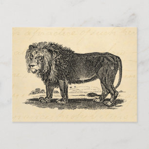 Vintage Löwen-Illustration - Afrikanisches Tier 18 Postkarte