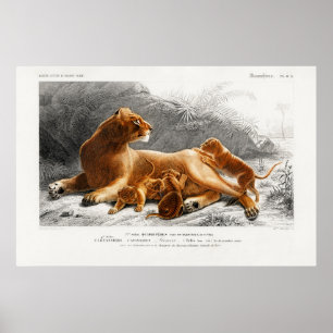 Vintage Löwen-Illustration Poster