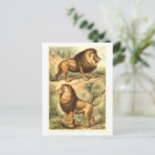 Vintage Löwen-Illustration Postkarte (Stehend Vorderseite)