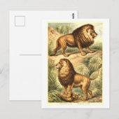 Vintage Löwen-Illustration Postkarte (Vorne/Hinten)