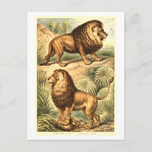 Vintage Löwen-Illustration Postkarte (Vorderseite)