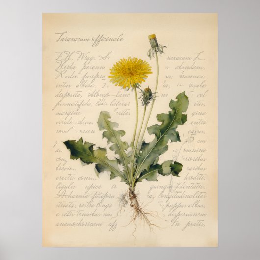 Vintage-Löwenzahn-Botanikposter-Illustration Poster (Vorne)
