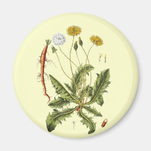 Vintage-Löwenzahn-Illustration Magnet