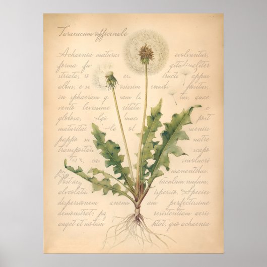 Vintage Löwenzahn-Samenkopf Botanisches Poster (Vorne)
